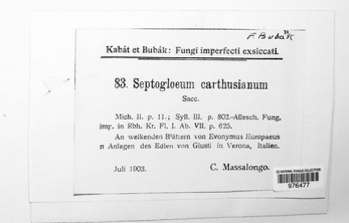 Septogloeum carthusianum image